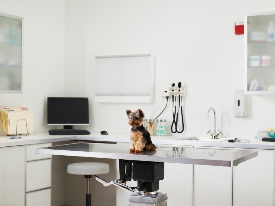 A dog being checked for fibrocartilagenous embolism (spinal stroke).