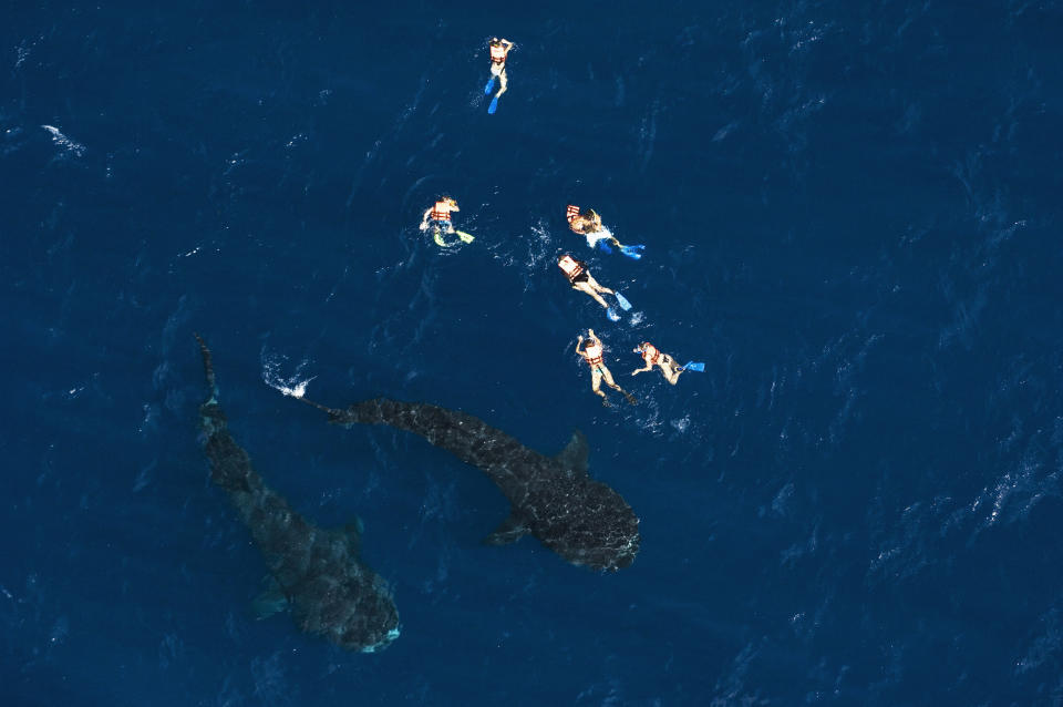 Aerial perspective of the gathering. Six snorkelers float, waiting to get a glimpse of these giants. These are not professional divers - just tourists. (Photo: Mauricio Handler/ Handlerphoto.com/solent)