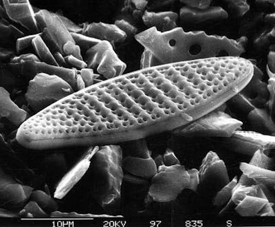 Imagen al microscopio electrónico de barrido de la especie de diatomea <em>Fragilariopsis kerguelensis</em>. <a href="https://commons.wikimedia.org/wiki/File:Nitzschia-kerguelensis_hg.jpg" rel="nofollow noopener" target="_blank" data-ylk="slk:Hannes Grobe / Wikimedia Commons;elm:context_link;itc:0;sec:content-canvas" class="link ">Hannes Grobe / Wikimedia Commons</a>, <a href="http://creativecommons.org/licenses/by/4.0/" rel="nofollow noopener" target="_blank" data-ylk="slk:CC BY;elm:context_link;itc:0;sec:content-canvas" class="link ">CC BY</a>