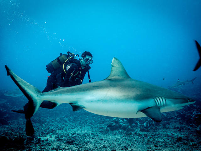 WATCH: Shark After Dark Host Eli Roth Reveals What Surprising Trick Scares  Sharks Away Underwater - Yahoo Sports