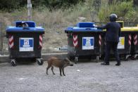 A wild boars strolls past trash bins in Rome, Friday, Sept. 24, 2021. They have become a daily sight in Rome, families of wild boars trotting down the city streets, sticking their snouts in the garbage looking for food. Rome's overflowing rubbish bins have been a magnet for the families of boars who emerge from the extensive parks surrounding the city to roam the streets scavenging for food. (AP Photo/Gregorio Borgia)