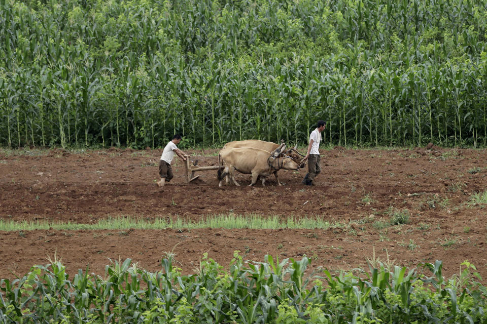 FILE - In this July 20, 2017, file photo, men plow fields along the Pyongyang-Wonsan highway in Sangwon near Pyongyang, North Korea. Two months after he failed to win a badly needed easing of sanctions from U.S. President Donald Trump, North Korean leader Kim Jong Un is traveling to Russia in a possible attempt to win its help as the U.S.-led trade sanctions hurt his country’s already-struggling economy. (AP Photo/Wong Maye-E, File)