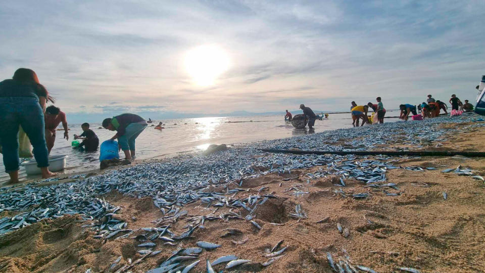 People picking up fish on a beach