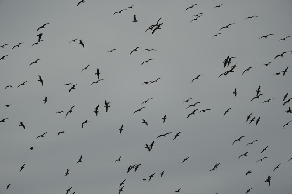 California Food Waste by AP reporter Amy Taxin ** Wild birds flight over compost piles being cured at the Otay Landfill in Chula Vista, Calif., on Friday, Jan. 26, 2024. Two years after California launched an effort to keep organic waste out of landfills, the state is so far behind on getting food recycling programs up and running that it's widely accepted next year's ambitious waste-reduction targets won't be met. (AP Photo/Damian Dovarganes)