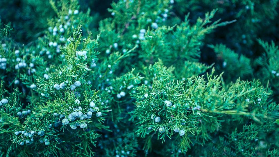 close up showing the branches and berries of a juniper tree