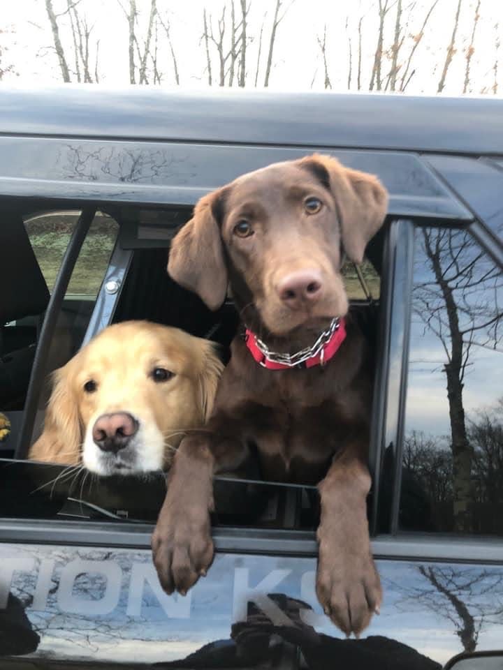 Frankie, right, has joined the Franklin Police Department, joining Ben Franklin as a community service dog and will also be trained as a friendly find dog.