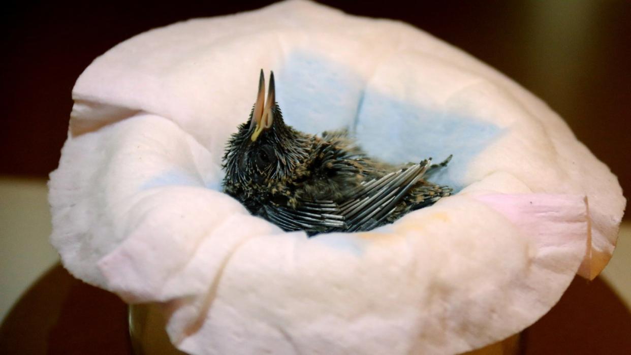 Ein Veilchenohrkolibri-Küken liegt in einem Korb im Vogelpark Walsrode. Diese Kolibriart gehört mit unter einem Gramm Gewicht nach 15 Tagen Brutzeit zu einem der kleinsten Vogel-Babys der Vogelwelt. Foto: Weltvogelpark/dpa