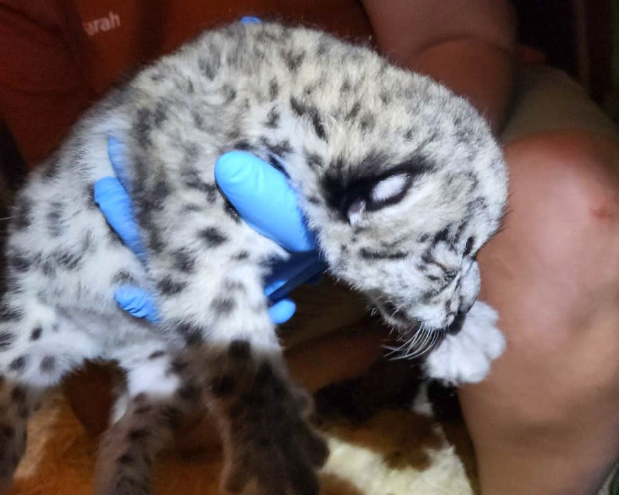 A new snow leopard cub was welcomed to John Ball Zoo on June 6. (John Ball Zoo)