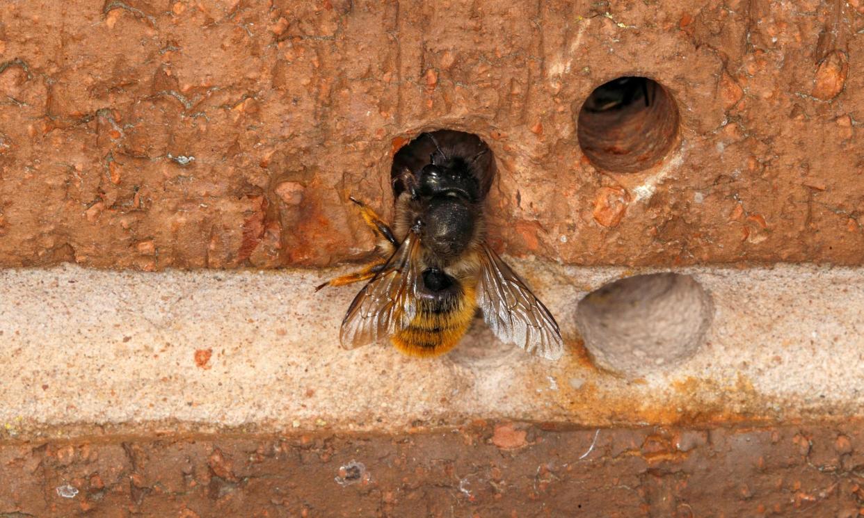 <span>‘Solitary bees live up to their name – they don’t nest in colonies, although often good nesting conditions can attract many individuals to the same area.’</span><span>Photograph: Nature Picture Library/Alamy</span>