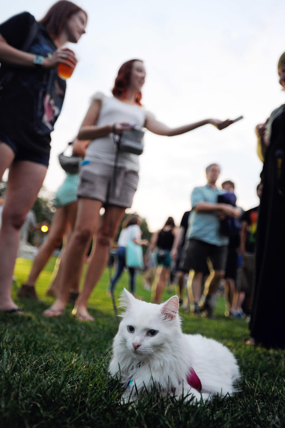 Squirrel the cat relaxed as her owner, Vannesa Gadberry, center, of Minneapolis hands out cards advertising Squirrel's Facebook page before the start of the Walker Art Center's first "Internet Cat Video Film Festival," showcasing the best of cat films on the Internet in Minneapolis Thursday Aug. 30, 2012. The Walker Art Center in Minneapolis held its first-ever online cat video festival, a compilation of silly cat clips that have become an Internet phenomenon, attracting millions of viewers for some of the videos. (AP Photo/Craig Lassig)