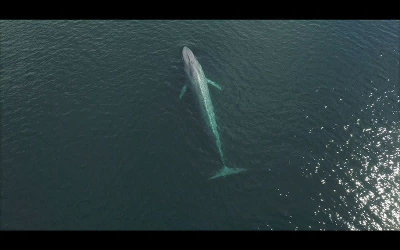 Una ballena azul se divisa cerca de las costas de Chiloé, Chile