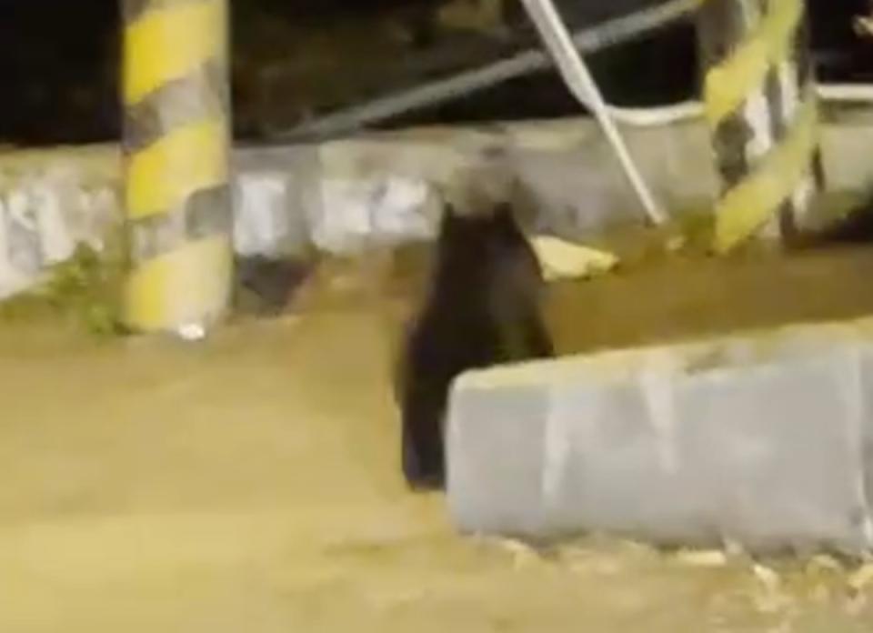  台中市谷關地區3日晚間出現一隻受傷的小黑熊，獸醫 師推測小黑熊傷勢應是車禍導致。 （民眾提供）