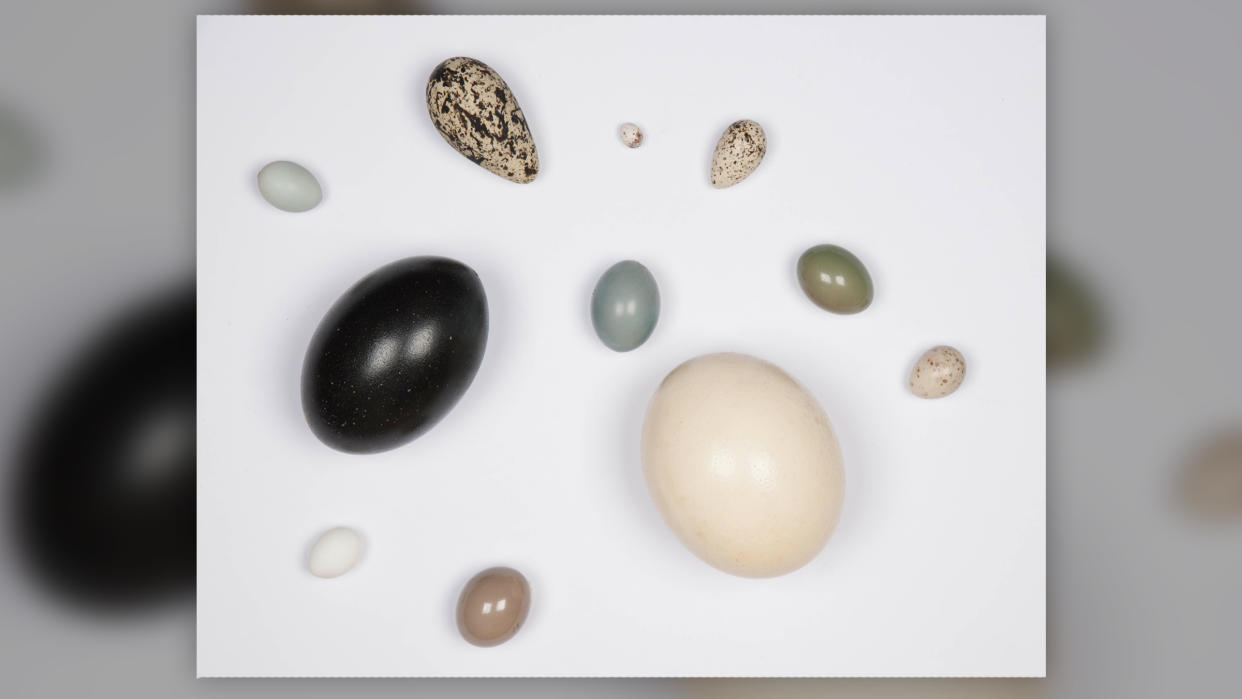  Here we see 11 bird eggs of different colors and sizes against a cream background. 