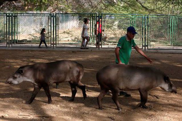 An employee walks with tapirs. Source: Reuters