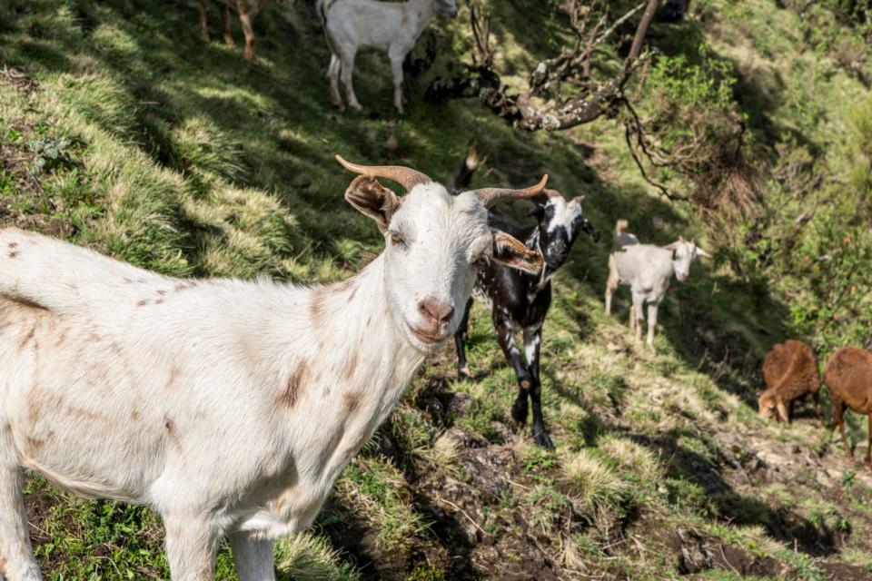 <p>Wie wurde das segensreiche Getränk der Menschheit eigentlich zugänglich gemacht? Möglicherweise dank eines Tieres: Laut Überlieferung machte ein Ziegenhirte im Äthiopien des 9. Jahrhunderts die Beobachtung, dass seine Tiere sich nach der Verkostung von Kaffeekirschen irgendwie aufgedreht benahmen. Ein Mönch soll daraufhin mit Kaffee experimentiert und ihn als Getränk entdeckt haben. (Bild: iStock/Glen_Pearson)</p> 