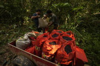 Edson Polinario, right, accompanied by his wife, Gracineia da Silva Santos, center, and his brother, Helio Polinario, collect Acai berries harvested by hand from the forest in the rural area of their property, in the municipality of Nova California, state of Rondonia, Brazil, Thursday, May 25, 2023. (AP Photo/Eraldo Peres)