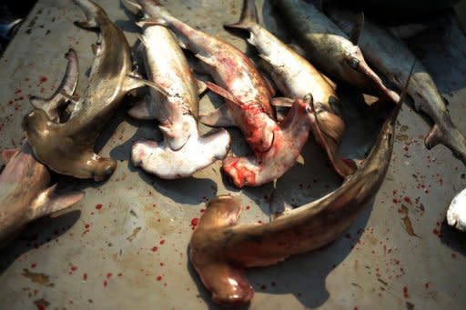 Photo illustration of captured hammerhead sharks. Threatened shark species are being used to make shark fin soup, a delicacy in Chinese cuisine, in several US cities, according to an unprecedented study based on DNA testing