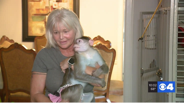 A Missouri woman, Texanne McBride-Teahan, faces losing her emotional support animals because they are monkeys. (Photo: KMOV)