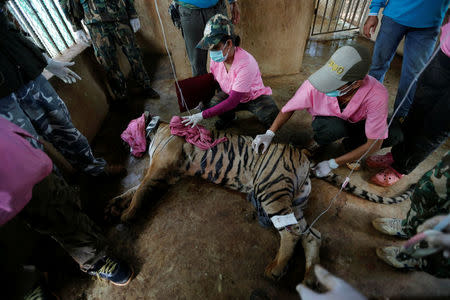 A sedated tiger is seen in an enclosure as officials continue moving live tigers from the controversial Tiger Temple, in Kanchanaburi province, west of Bangkok, Thailand, June 3, 2016. REUTERS/Chaiwat Subprasom