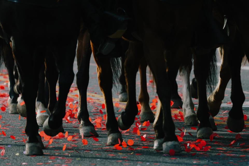 Horse legs trot over red confetti sprinkled along a street.