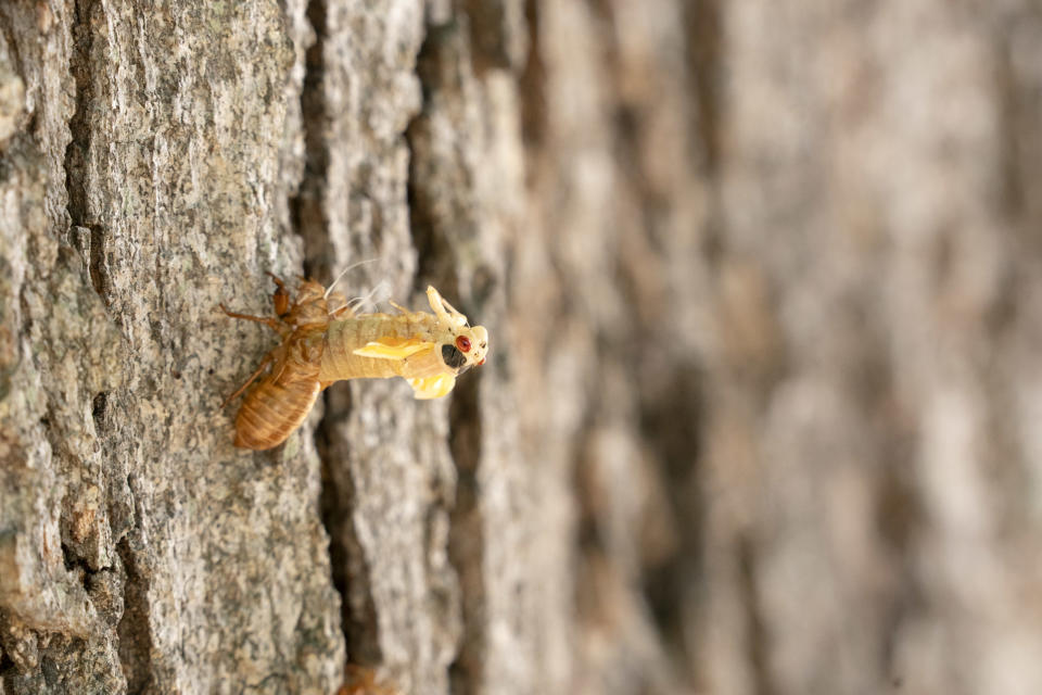 an adult cicada emerging from its exoskeleton on the bark of a tree