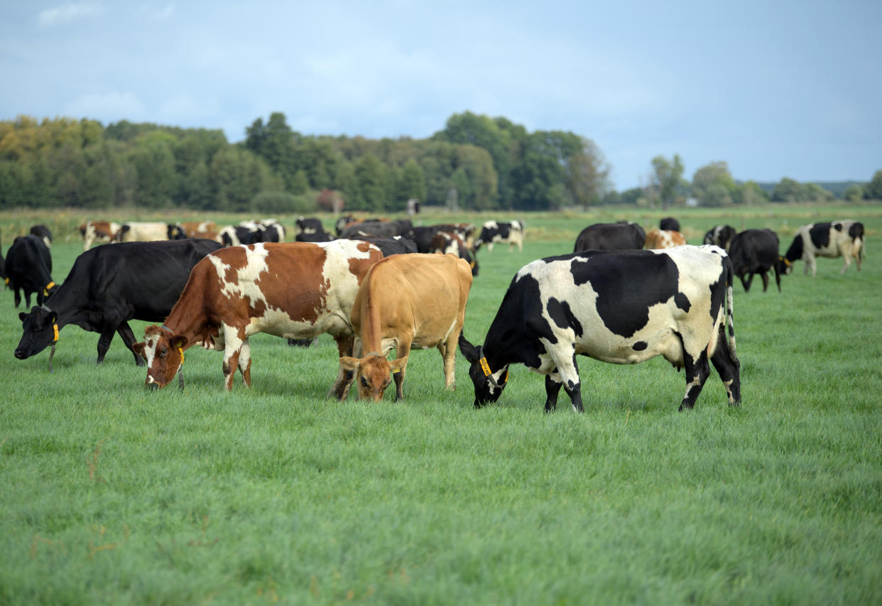 07 October 2020, Brandenburg, Kloster Lehnin/Ot Netzen: Cows of the Jersey/Holstein Friesian breed graze on a meadow belonging to Agrargesellschaft Emster-Land mbH. The farm was taken over by the Irish Costello family in 2014. Since two years the Agrargesellschaft is converted to the Irish pasture system without barn management. This way the cows stay on the pastures all year round. The farm covers an area of 1600 hectares, including 400 hectares of grassland and more than 1100 hectares of arable land and orchard meadows. Photo: Soeren Stache/dpa-Zentralbild/ZB (Photo by Soeren Stache/picture alliance via Getty Images)