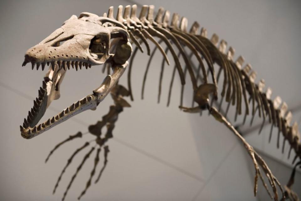 An 83 million-year-old mosasaur fossil from Kansas (Picture: Getty)