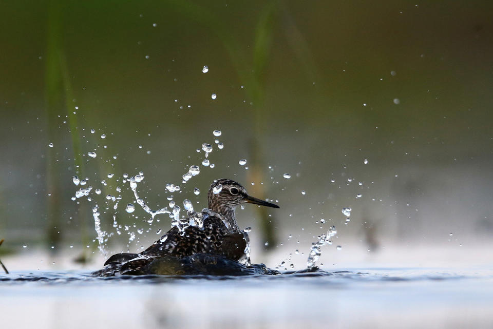 <p>A wood sandpiper bathes on the banks of the Pripyat River, near the town of Turov, Belarus, May 7, 2017. (Vasily Fedosenko/Reuters) </p>