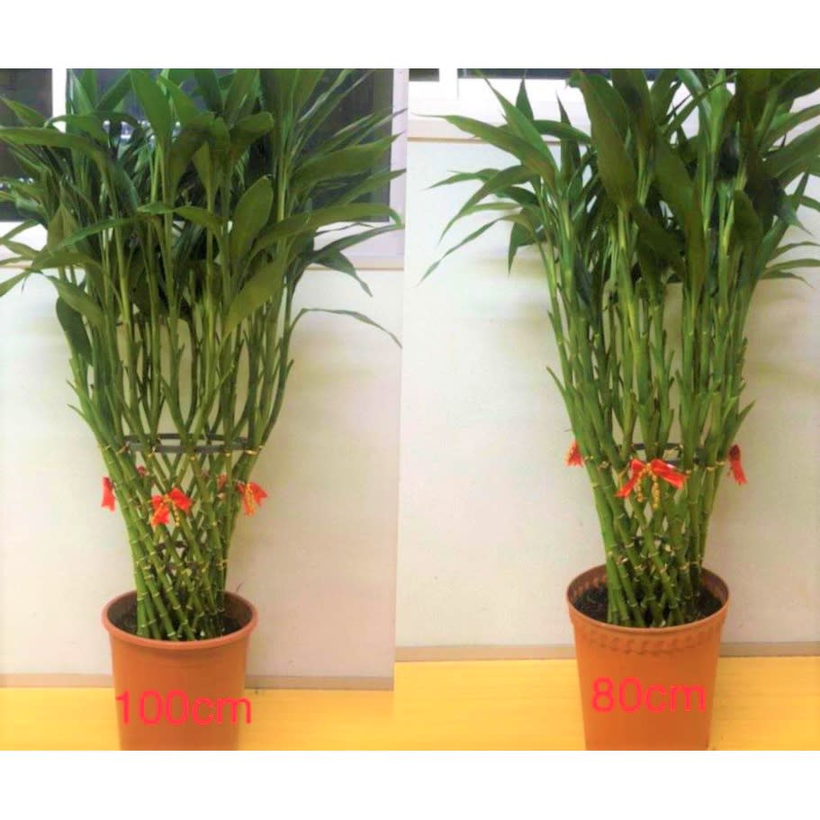 CNY Lucky Bamboo Straight Out Potted Plant. (Photo: Shopee SG)