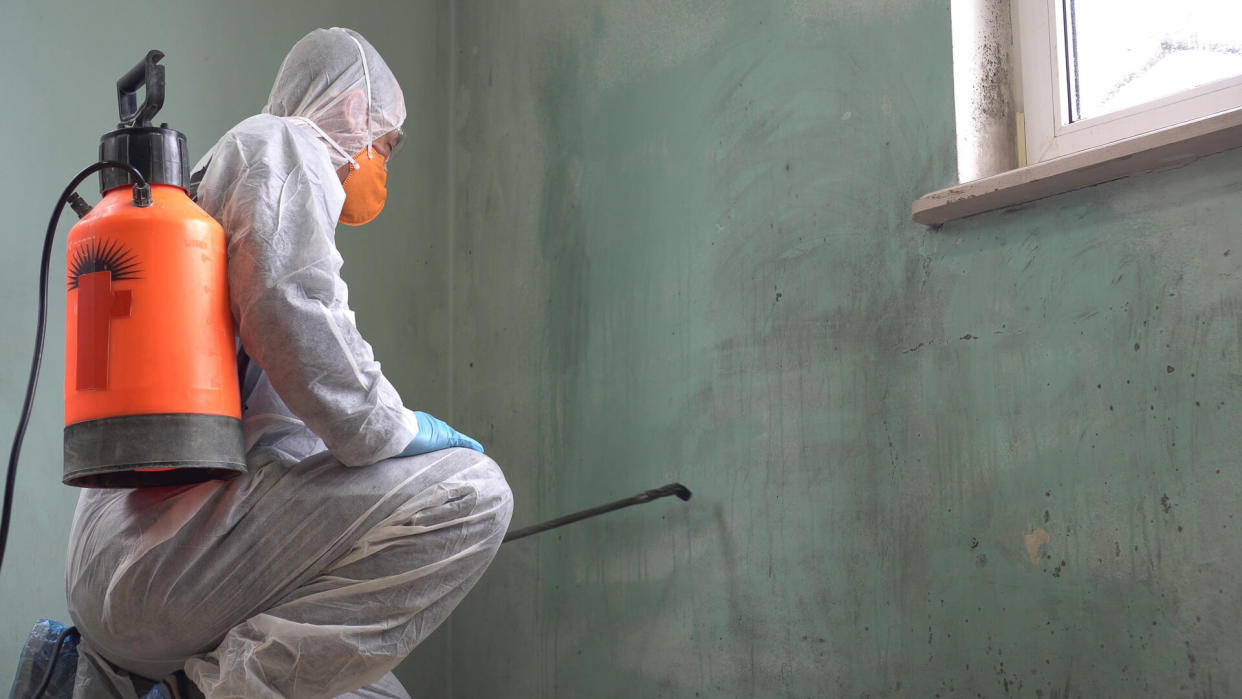 disinfecting mold on wall in house