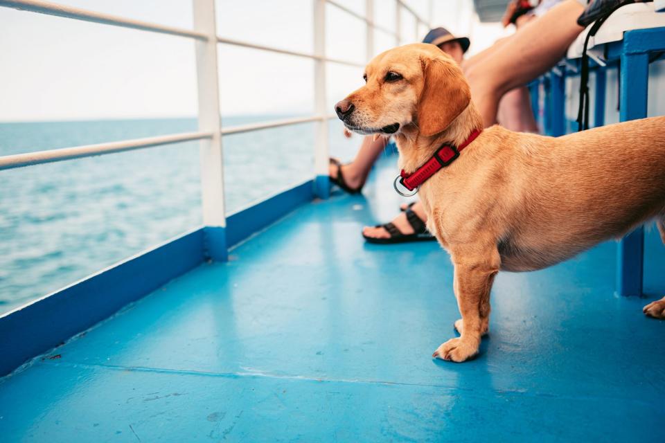 Small dog gazes at water while riding on ferry