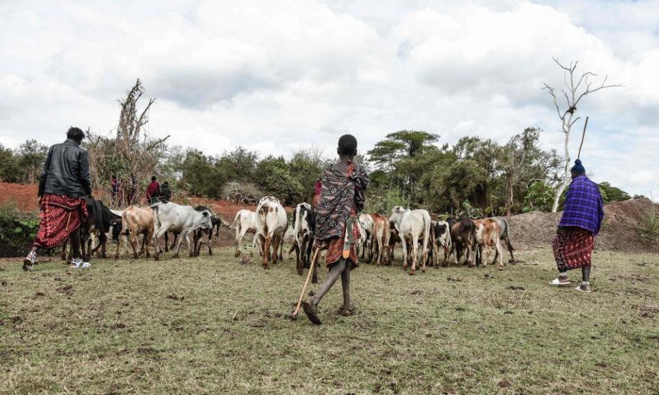 Two adults and a boy herd thin-looking cattle