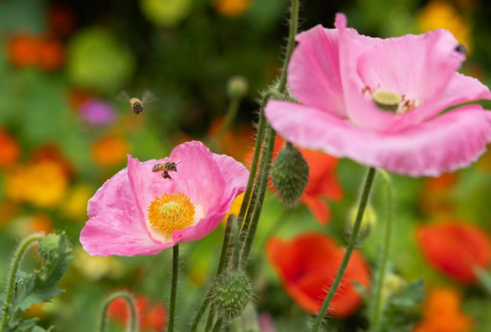 Bees gather pollen from a poppy at Urban Homestead.