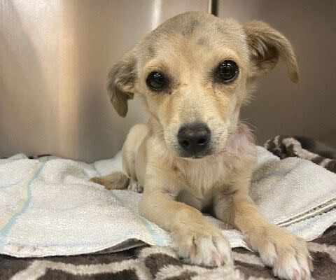The puppy recovering from her injury. (Photo: Riverside County Department of Animal Services)