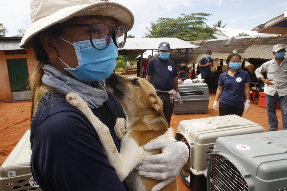 A staff member, foreground, of FOUR PAWS International, holds a dog before her putting into a cage at Chi Meakh village in Kampong Thom province north of Phnom Penh, Cambodia, Wednesday, Aug. 5, 2020. Animal rights activists in Cambodia have gained a small victory in their effort to end the trade in dog meat, convincing a canine slaughterhouse in one village to abandon the business. (AP Photo/Heng Sinith)