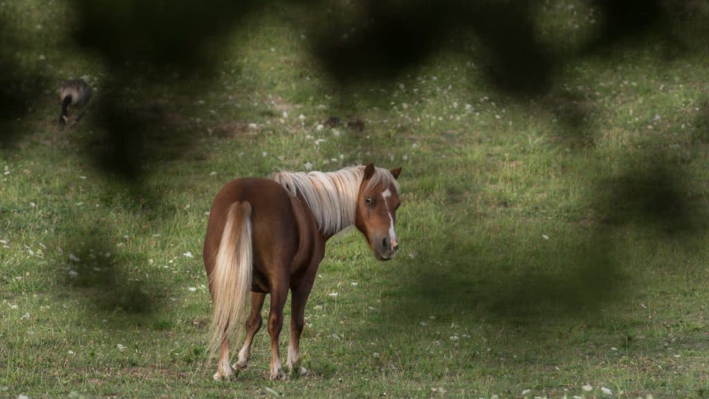 Un cheval a été abattu d'une balle dans la tête, en Grande-Bretagne, après un différend financier portant sur une somme dérisoire de 37,8 euros. (Photo d'illustration) - Nicholas Kamm - AFP