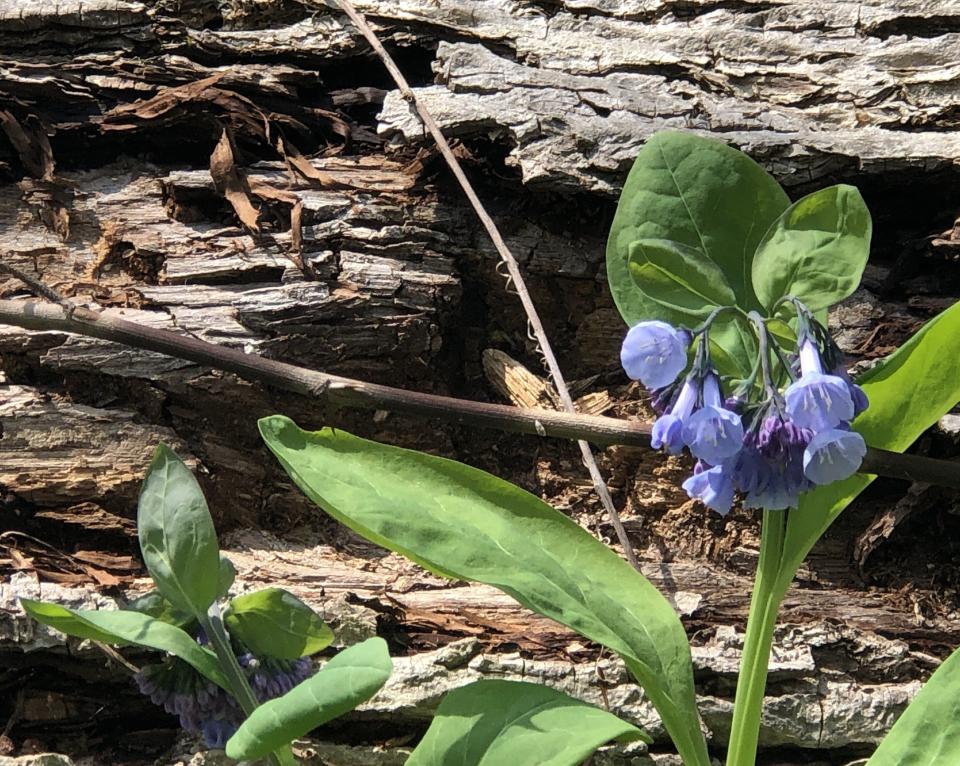 The bluebells in Mertensia Park come in different shades of blue.