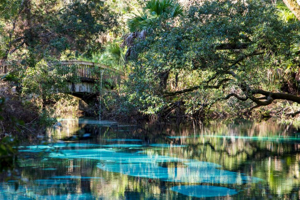 Juniper Springs