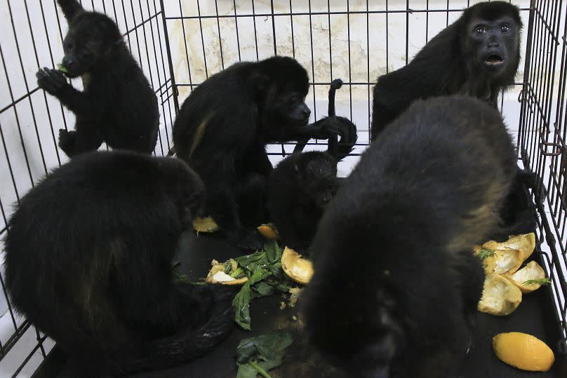 Howler monkeys sit in a cage at a veterinarian clinic after they were rescued amid extremely high temperatures in Tecolutilla, Tabasco state, Mexico.
