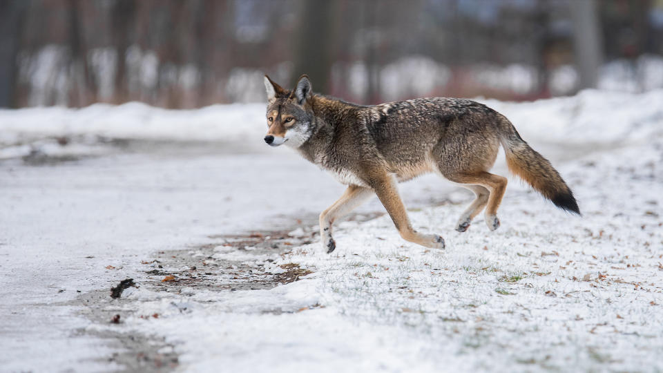 An Eastern Coyote, sometimes colloquially referred to as a 