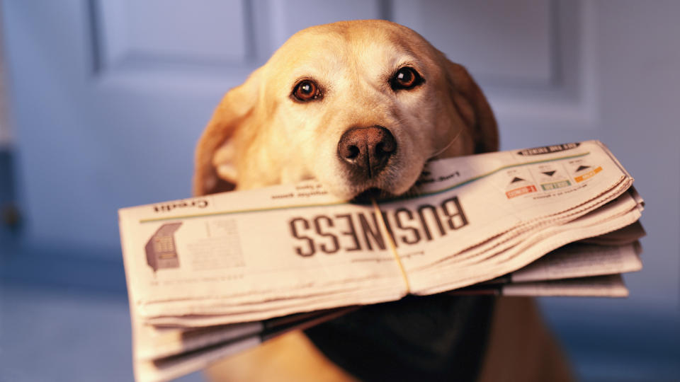 Yellow lab holding newspaper