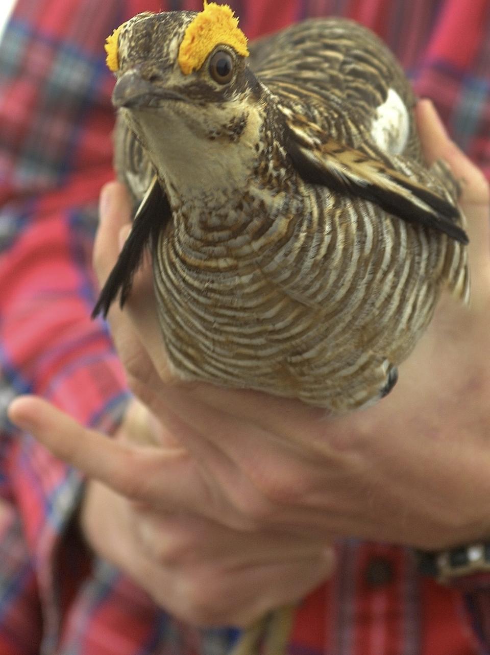 FILE- In this April 9, 2002 file photo a handler prepares to release a lesser prairie chicken near Laverne, Okla. U.S. wildlife managers are scheduled Wednesday, May 26, 2021, to make an announcement about the status of the lesser prairie chicken. Once listed as a threatened species, the chicken's habitat spans parts of five states -- including a portion of the oil-rich Permian Basin. Environmentalists have been pushing to reinstate federal protections for the bird, while some landowners and the oil and gas industry have been working on voluntary conservation programs. (Chad Love /The Oklahoman via AP, file)