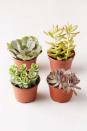 <p>These cute little <span>Live Assorted Succulents</span> ($49) come fully soil-rooted, ready to be transplanted into a cute ceramic pot. They love the sun and can thrive both indoors and outdoors.</p>
