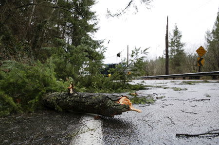 A tree branch is pictured on Issaquah-Hobart Road Southeast as crews work to restore a broken power pole in Issaquah, Washington December 10, 2015. REUTERS/Jason Redmond