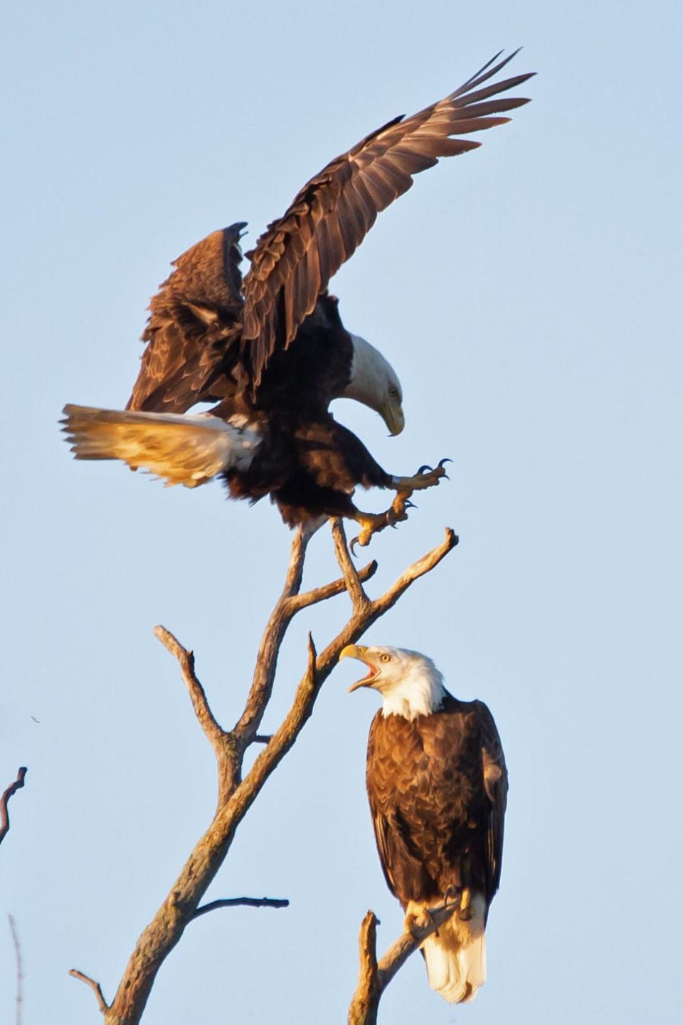 An eagle pair has a disagreement in a tree near Gibsonburg. The female eagle, top, had just left the nest near sunset, and was trying to coax her mate to go back to the nest to tend to their newly hatched young. Eaglets hatch in late March to early April and fledge in mid to late June. The young eagles usually leave the area starting in August, while the adults remain in their territory year round.