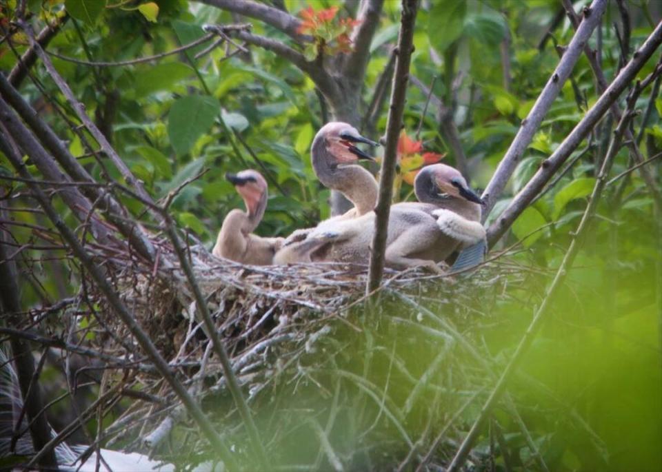 Anhinga chicks await the return of their mother -- and food -- at a Lady’s Island rookery. The photo was taken on Mothers Day, May 9, 2016. Like most anhinga nests, this one was made in a spindly tree overhanging water.