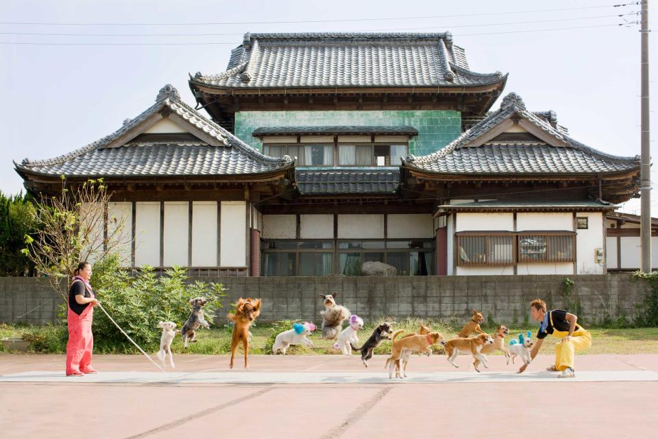 The most dogs skipping on the same rope is 13 and was achieved by Uchida Geinousha's 'Super Wan Wan Circus' (Japan) for Bikkuri Chojin Special #3 (Fuji TV) in Tochigi, Japan, on 27 October 2009.