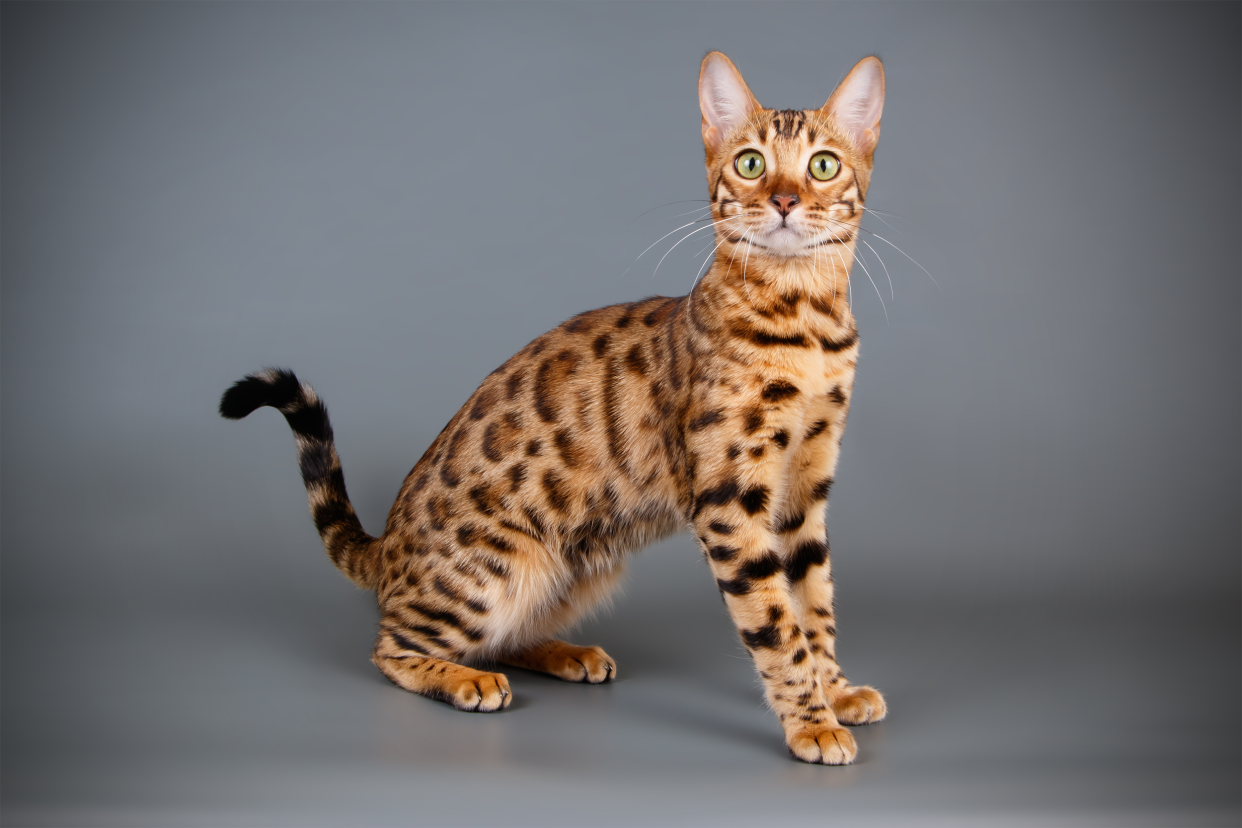 An attentive Bengal cat sitting in a pose, looking towards the camera to the left, on a grey background