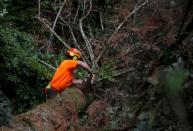 A woodcutter prunes the branches of a felled tree turned red because of drought in the Vosges montains near Masevaux