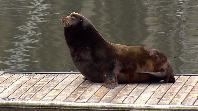 sea lion mccormick pier portland 05152015_156907